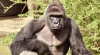 Cincinnati mourns gorilla killed to save boy