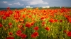 MOLDOVA'S BEAUTIES. Colorful outburst on poppy fields (PHOTO REPORT)