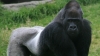 Gorilla irritated by people gawping at him body-slams the glass – before showing visitors his bottom 