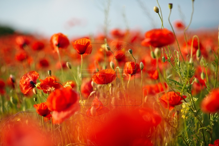 MOLDOVA'S BEAUTIES. Colorful outburst on poppy fields (PHOTO REPORT)