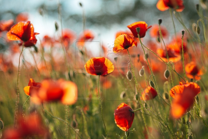 MOLDOVA'S BEAUTIES. Colorful outburst on poppy fields (PHOTO REPORT)