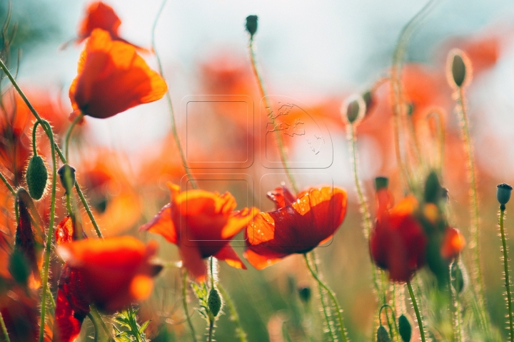 MOLDOVA'S BEAUTIES. Colorful outburst on poppy fields (PHOTO REPORT)