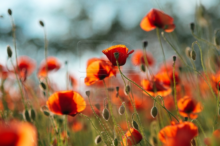 MOLDOVA'S BEAUTIES. Colorful outburst on poppy fields (PHOTO REPORT)