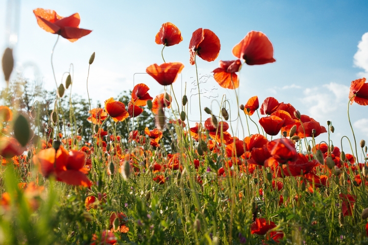 MOLDOVA'S BEAUTIES. Colorful outburst on poppy fields (PHOTO REPORT)