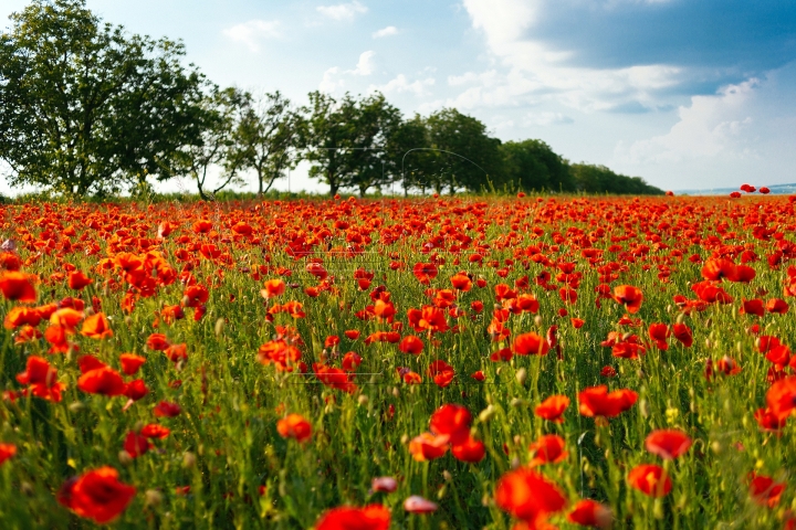 MOLDOVA'S BEAUTIES. Colorful outburst on poppy fields (PHOTO REPORT)