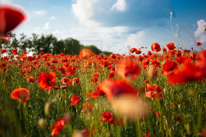 MOLDOVA'S BEAUTIES. Colorful outburst on poppy fields (PHOTO REPORT)