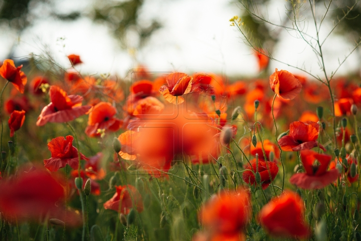 MOLDOVA'S BEAUTIES. Colorful outburst on poppy fields (PHOTO REPORT)