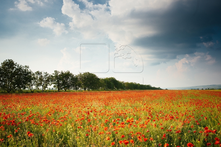 MOLDOVA'S BEAUTIES. Colorful outburst on poppy fields (PHOTO REPORT)