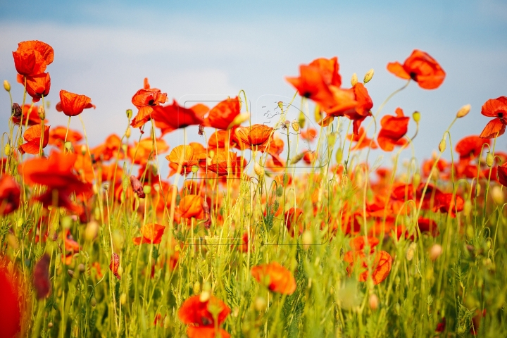 MOLDOVA'S BEAUTIES. Colorful outburst on poppy fields (PHOTO REPORT)