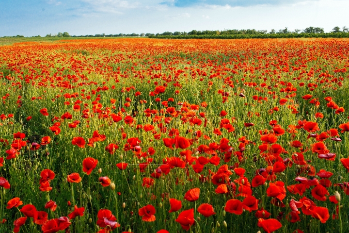 MOLDOVA'S BEAUTIES. Colorful outburst on poppy fields (PHOTO REPORT)