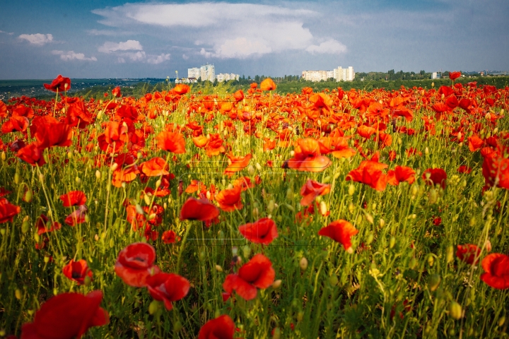 MOLDOVA'S BEAUTIES. Colorful outburst on poppy fields (PHOTO REPORT)