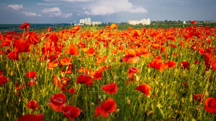 MOLDOVA'S BEAUTIES. Colorful outburst on poppy fields (PHOTO REPORT)