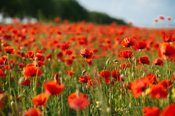 MOLDOVA'S BEAUTIES. Colorful outburst on poppy fields (PHOTO REPORT)