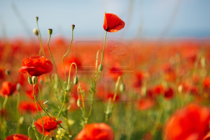 MOLDOVA'S BEAUTIES. Colorful outburst on poppy fields (PHOTO REPORT)