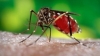 U.S. Academies Gives Cautious Approval of 'Malaria-proof' Mosquitoes