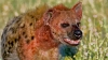 Hyena attacks sleeping boy in tent, in South Africa's Kruger Park