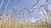 Moldovan farmers to harvest more wheat