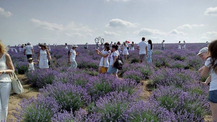 Mounted police show at Lavender Festival in Moldova (PHOTO)