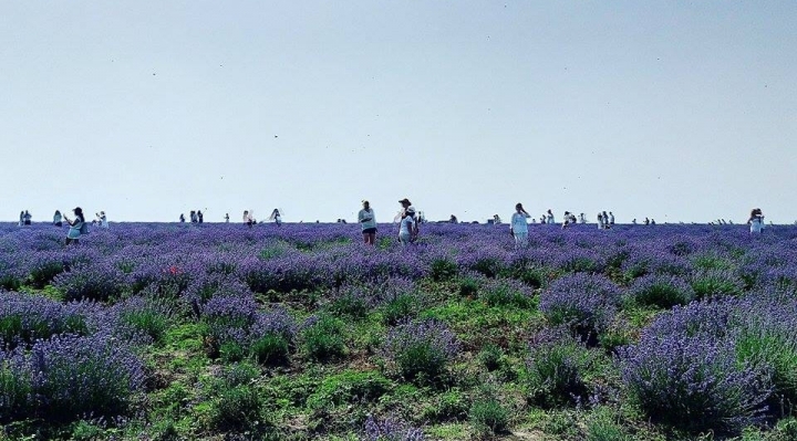 Mounted police show at Lavender Festival in Moldova (PHOTO)