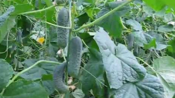 Rains hit field vegetables production in Moldova