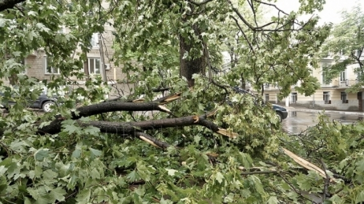 Reaction of parks managing company to tree CRUSHING woman in Chisinau