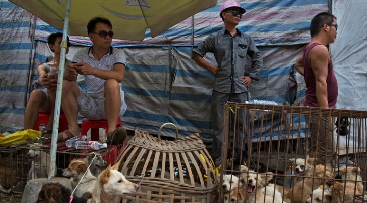 Animal rights advocates get angry as China dog-eating festival nears