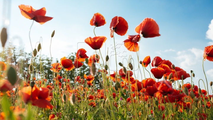 Police find forbidden plants in garden near Chisinau (VIDEO)