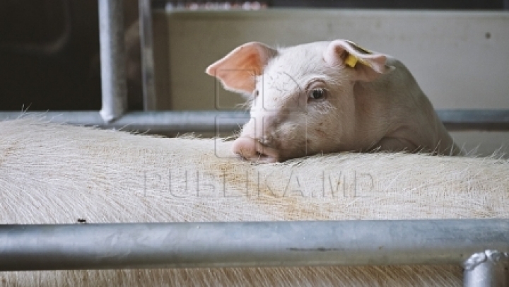 ALARMING! Swine fever nears Moldova's borders 