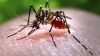 Zika virus was found in common house mosquitoes in Brazil