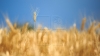 Moldovan farmers start harvesting more wheat than last year