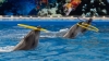 Dolphins create unforgettable moments for orphan children (VIDEO) 