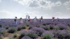 Moldovan farmer starts business with lavender 