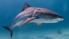 Marine scientists capture pregnant tiger shark sonogram for first time