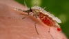 World Health Organization no longer considers Zika a global health emergency