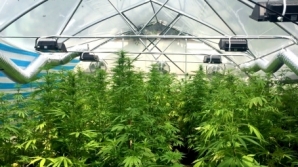 Israeli 'businessmen' started serious cannabis business in Moldova (FOTO/VIDEO)