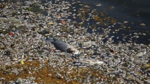 Environmental disaster in Călăraşi: Hundreds of dead fishes fill pond