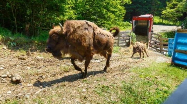 National Contest! Looking for baby wisent name in Pădurea Domneasca