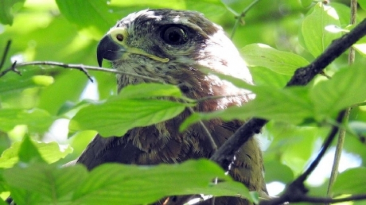 Moldovan environmental inspectors free hawks, tortoises taken from smugglers (PHOTO/VIDEO)