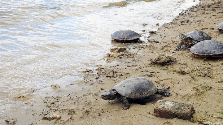 Moldovan environmental inspectors free hawks, tortoises taken from smugglers (PHOTO/VIDEO)