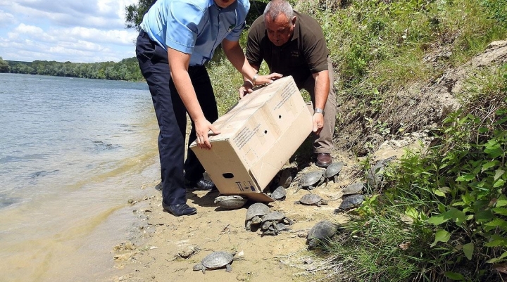 Moldovan environmental inspectors free hawks, tortoises taken from smugglers (PHOTO/VIDEO)