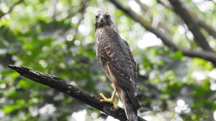 Moldovan environmental inspectors free hawks, tortoises taken from smugglers (PHOTO/VIDEO)