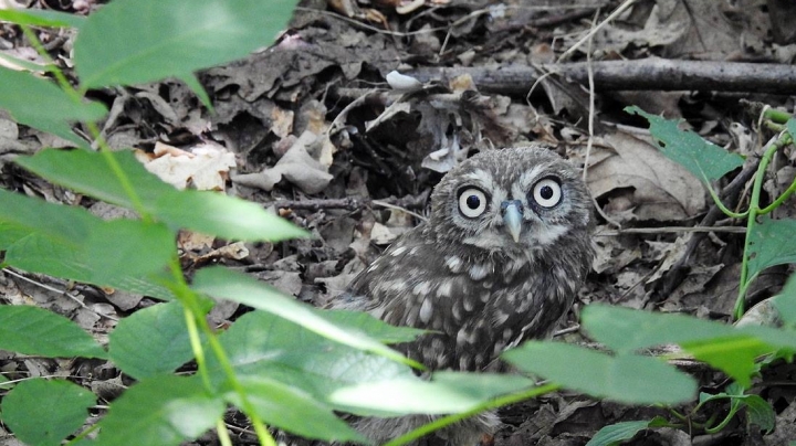 Moldovan environmental inspectors free hawks, tortoises taken from smugglers (PHOTO/VIDEO)