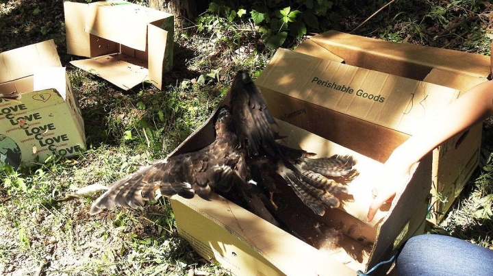 Moldovan environmental inspectors free hawks, tortoises taken from smugglers (PHOTO/VIDEO)