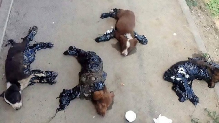 Four puppies were found covered in hot tar in Romania