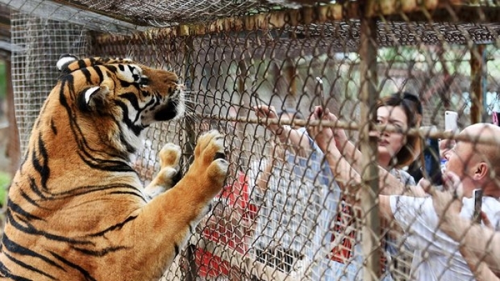 Tiger mauls one woman to death, severely injures another at Beijing Park