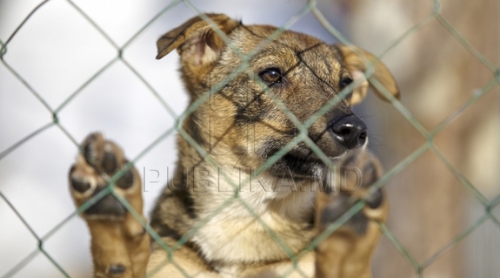 Moldova to enact more severe fines for mistreating or holding animals in poor conditions