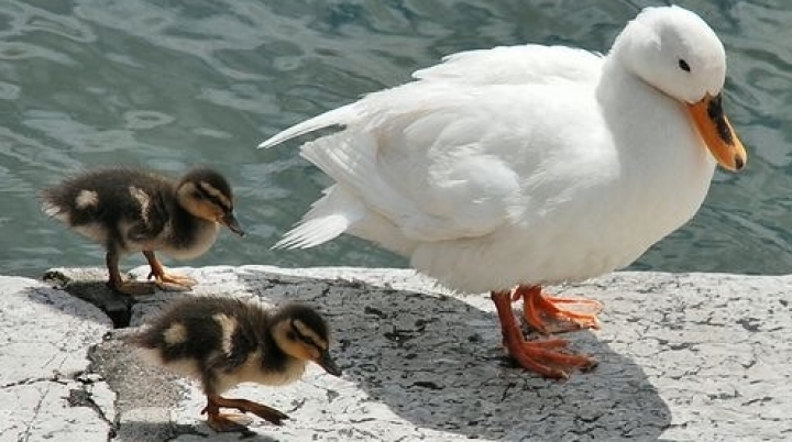 Baby ducks show skills for abstract thinking