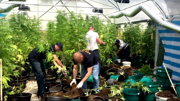 Israeli 'businessmen' started serious cannabis business in Moldova (FOTO/VIDEO)