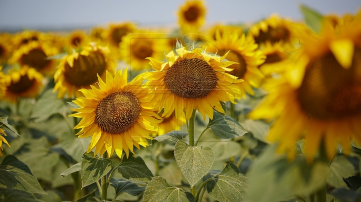 WEATHER FORECAST FOR FOLLOWING DAYS: Clear sky and hot weather