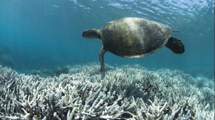 ALARMING! 1/3 of Great Barrier Reef bleaches